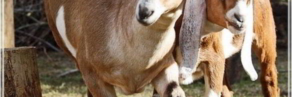 сыр кроттен из молока англо-нубийских коз