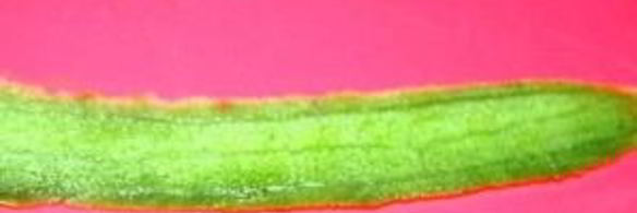 закуска новогодние матрешки