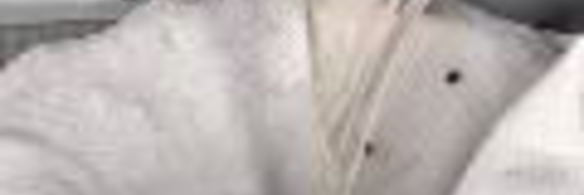 заливное из судака